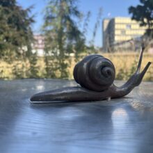 snail